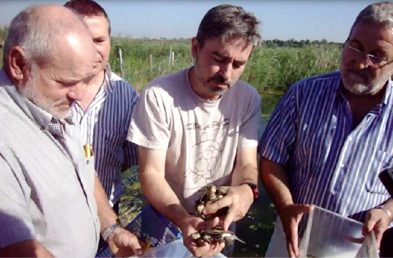 Alliberament d'emys orbicularis a l'Estany d'Ivars i Vila-Sana