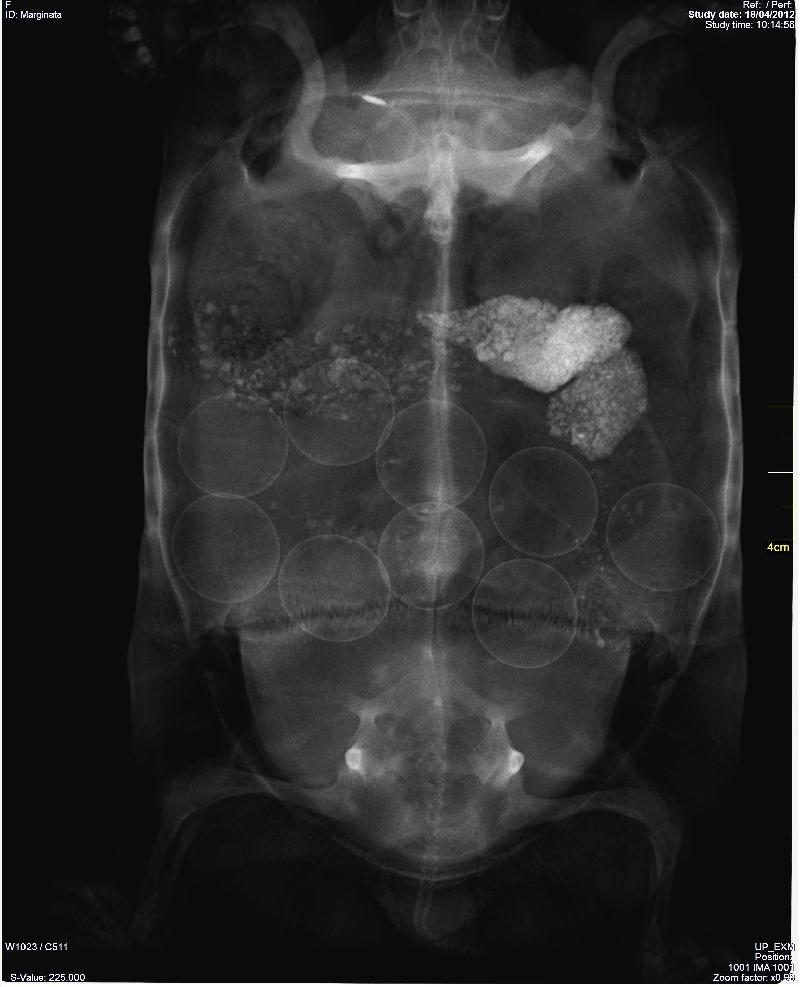 Radiografia de tortuga gegant africana femella