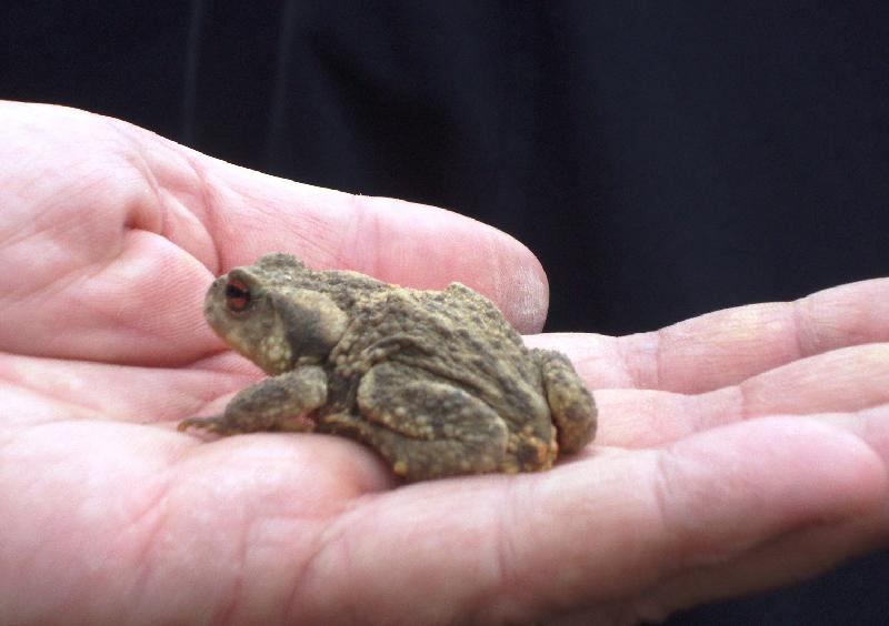 Gripau comu (Bufo bufo)