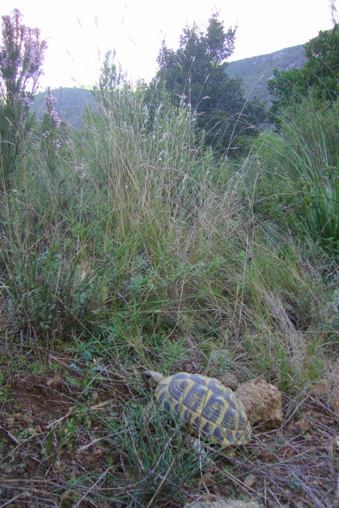 Femella de tortuga mediterr??nia allibrada a Montsant
