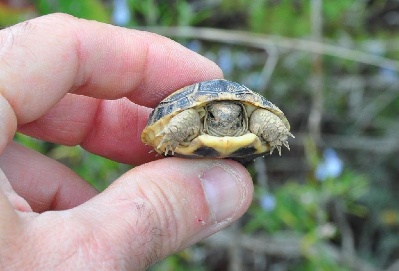 Cria de tortuga mediterr??nia al Parc Natural de Montsant